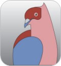 Pigeon de race suisse